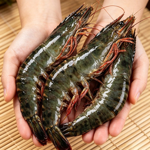 Hand holding raw black tiger prawns with striped shells